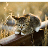 free image host