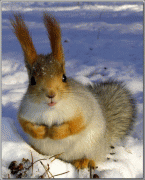 8c3a463662979.gif