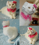 a040333662987.gif