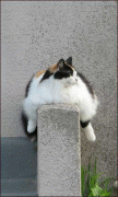de68ca3662565.gif