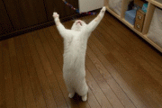 567a2b3697231.gif