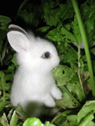 6e8d643697223.gif