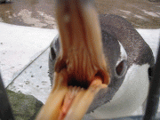 ece7d83733884.gif