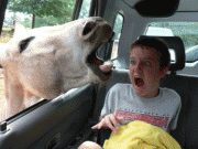 fa83253768675.gif