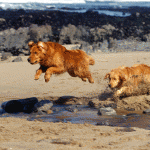 Voc� n�o me pegaaaa!