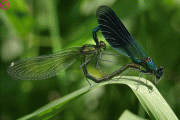 7d71da7902929.gif