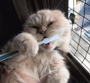 c814f57902895.gif